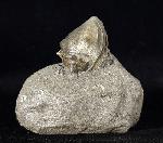 Athleta ficulina rarispina (LAMARCK 1811) - Bild © FossNet FossilienStore
